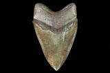 Fossil Megalodon Tooth - Serrated Blade #95308-2